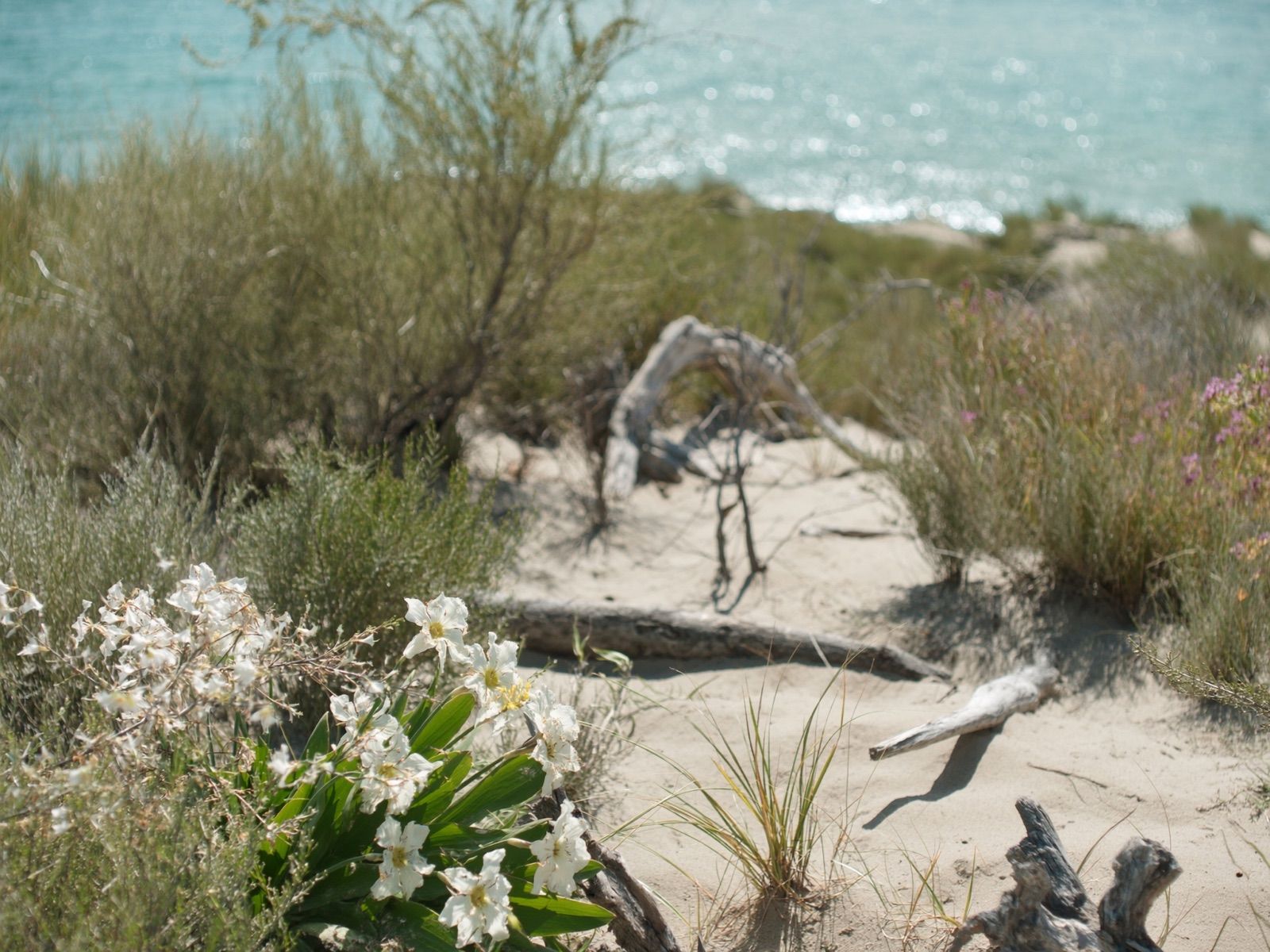 Le dune e il giglio di mare