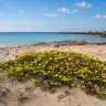 La spiaggia di Sant'Isidoro con i fiori gialli tra la sabbia e il mare