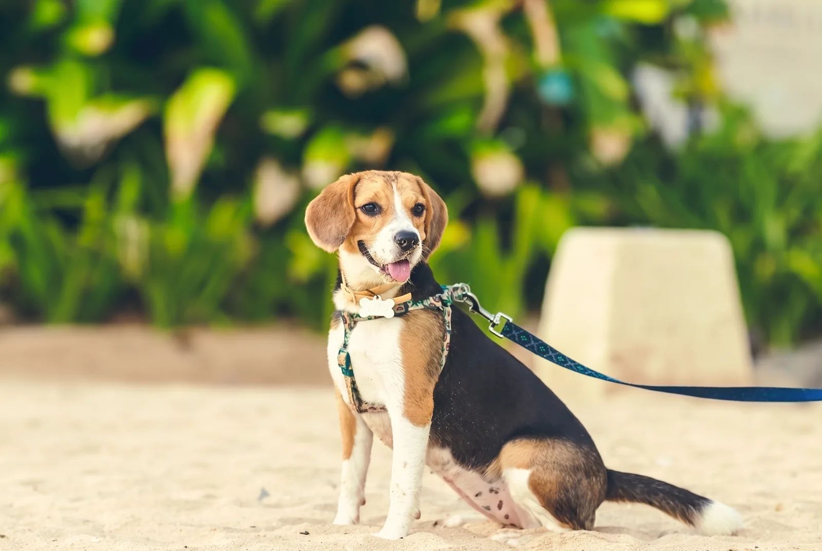 Un beagle al guinzaglio seduto sulla sabbia