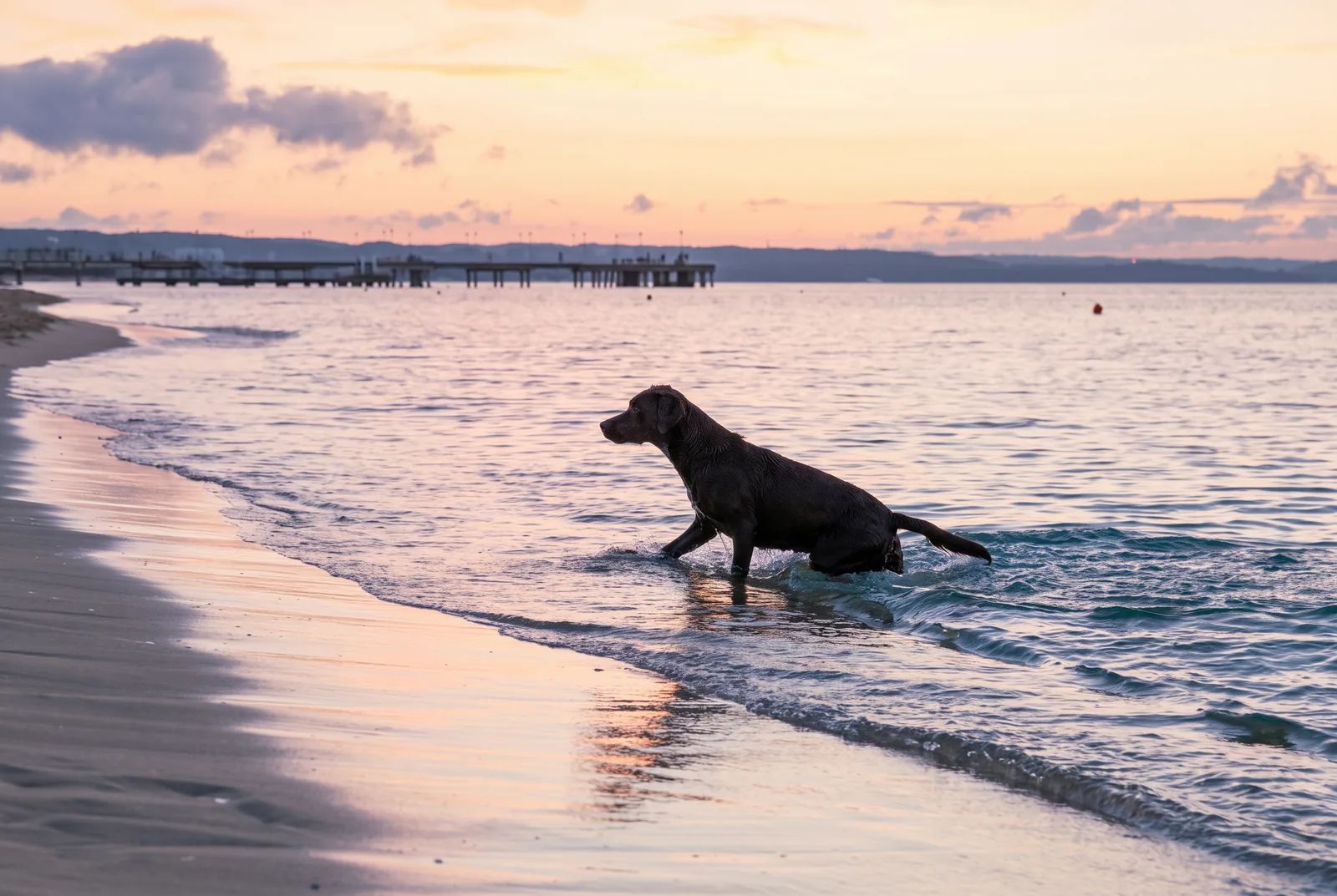 Un cane entra in acqua sulla riva al tramonto