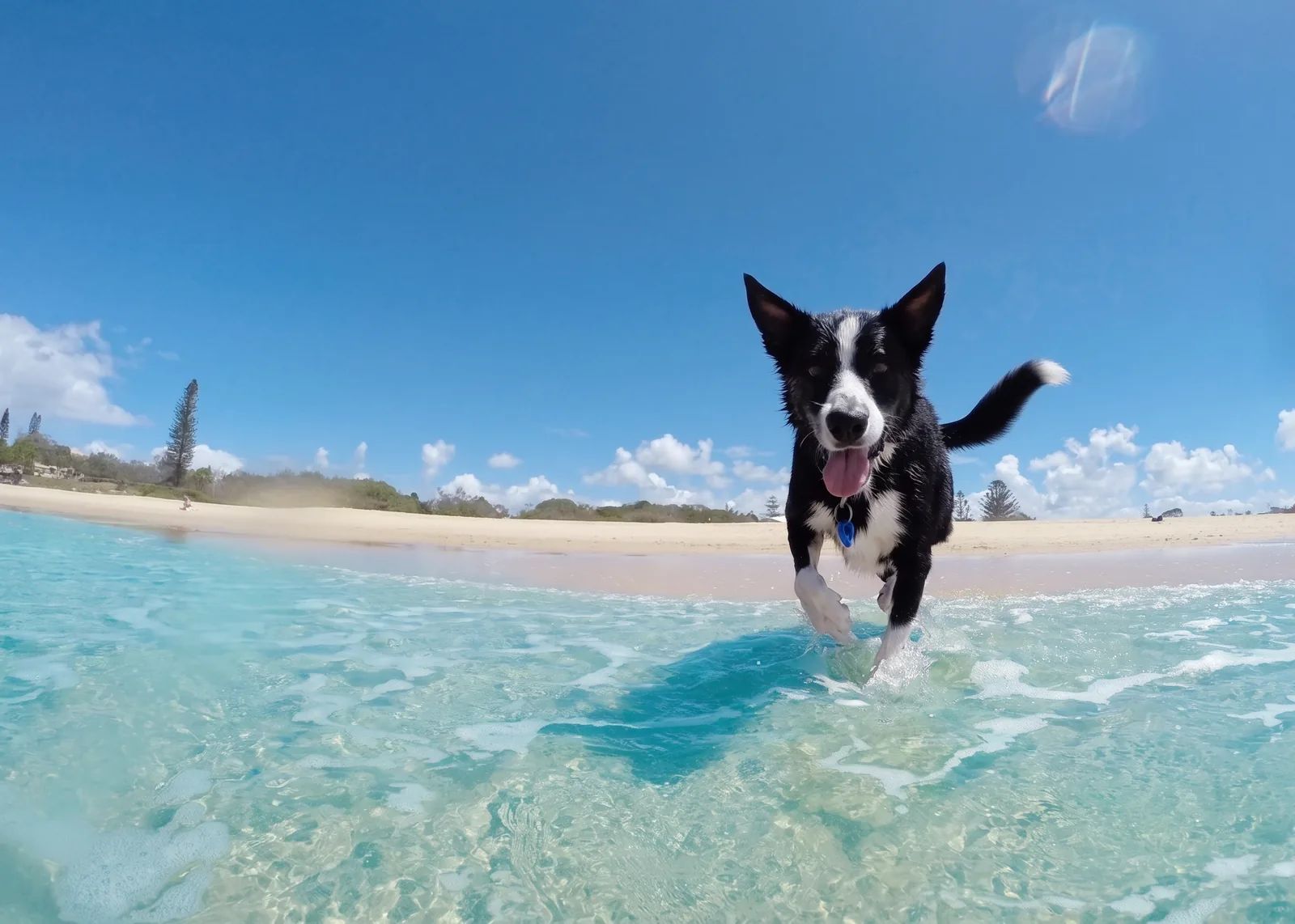 Spiagge per cani vicino a Pescoluse: dove andare e quali regole