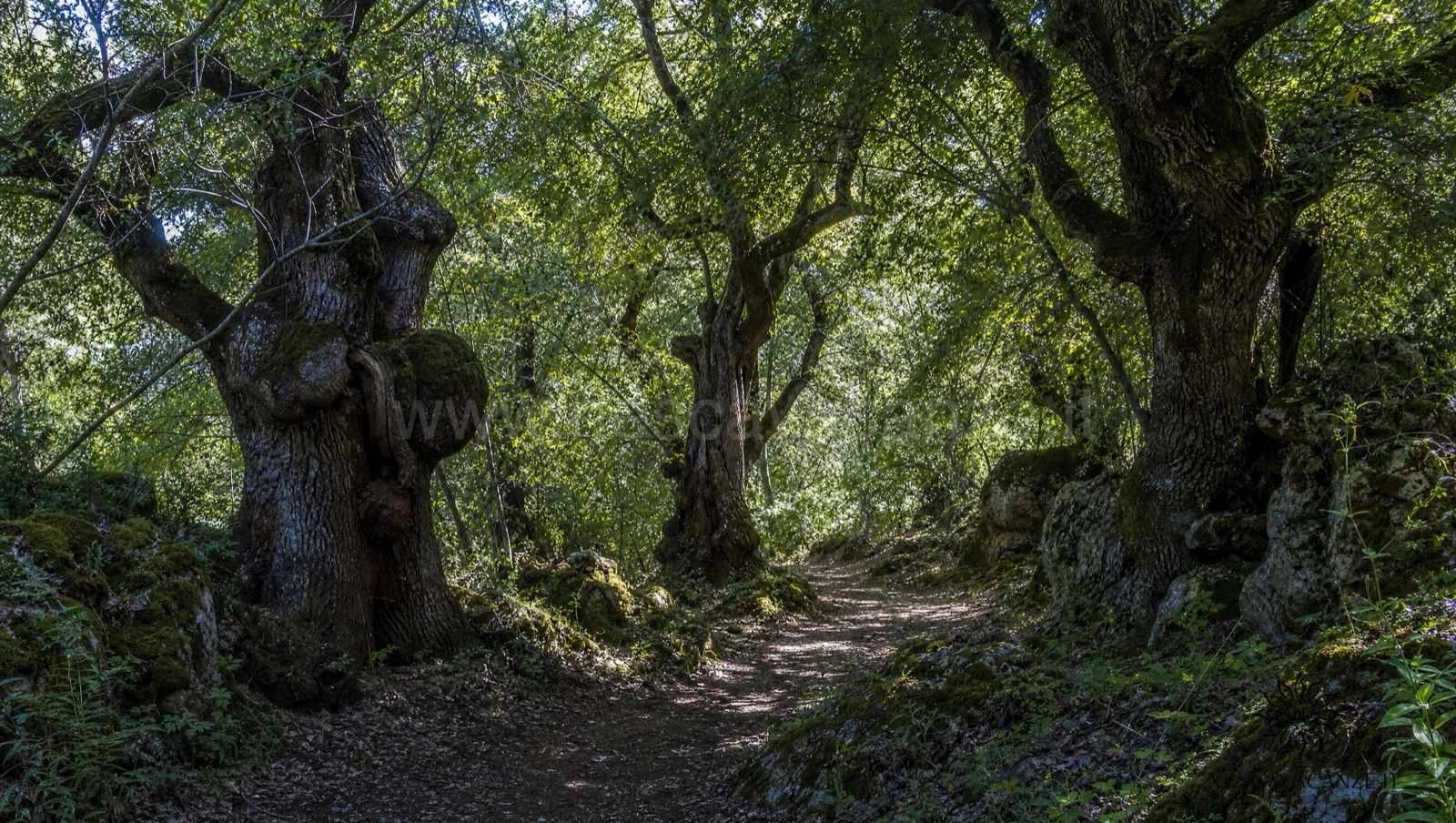 Sentiero ombroso nel Bosco di Tricase tra querce vallonee secolari, con la luce verde filtrata dalla chioma