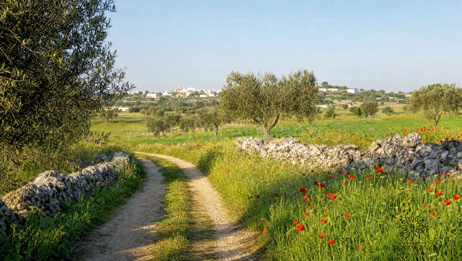 Sentiero di campagna del Salento in primavera tra prati verdi, papaveri rossi, ulivi e muretti a secco, con un borgo in lontananza