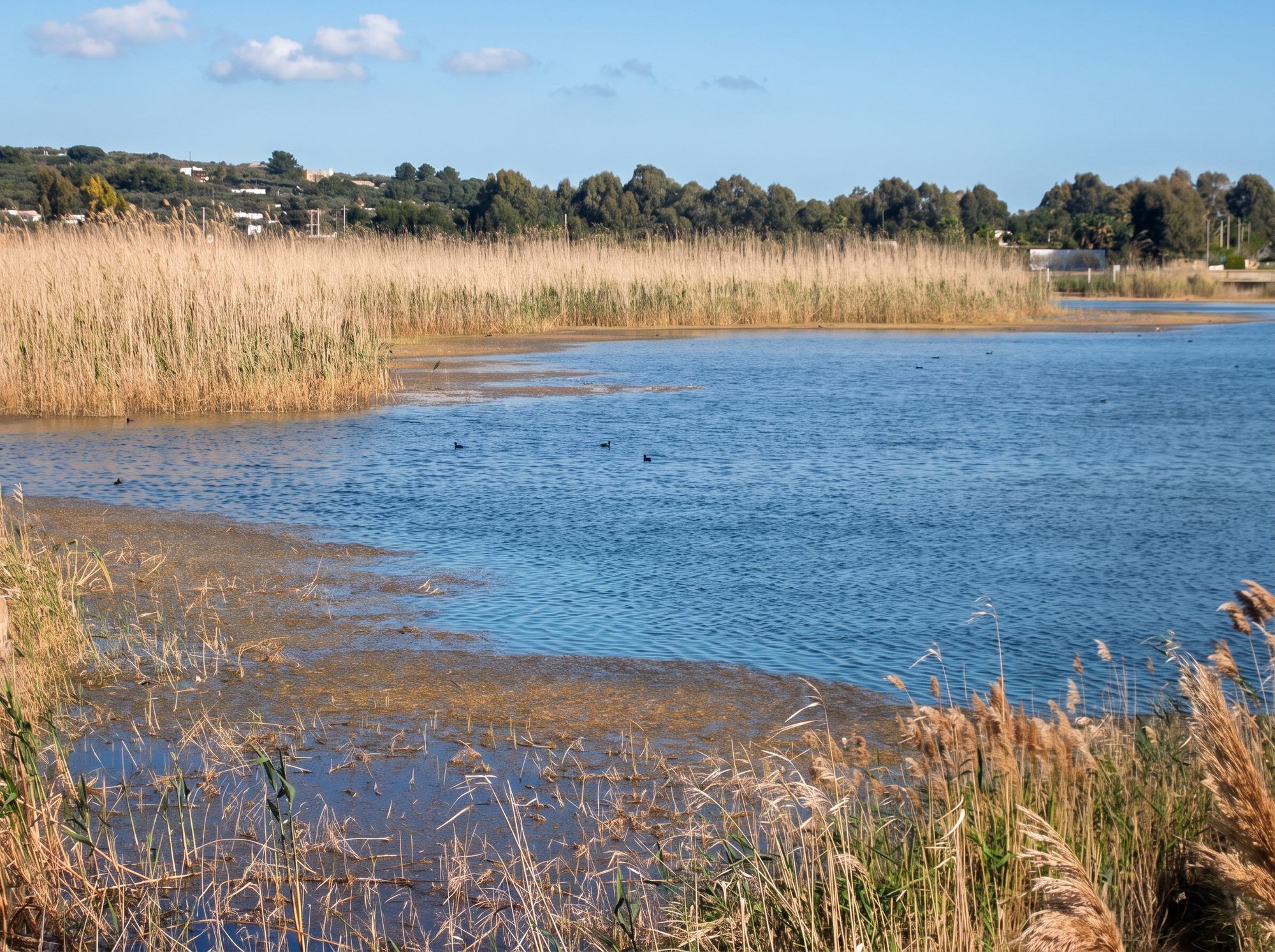Un bacino d'acqua del Parco Litorale di Ugento circondato da canneti, con gli alberi sullo sfondo