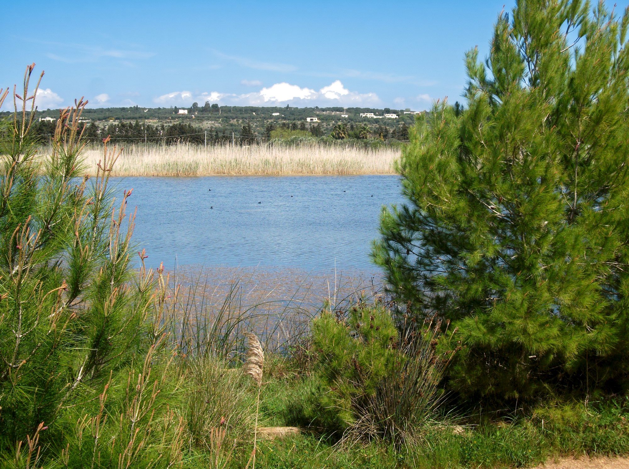 I bacini tra i pini del parco