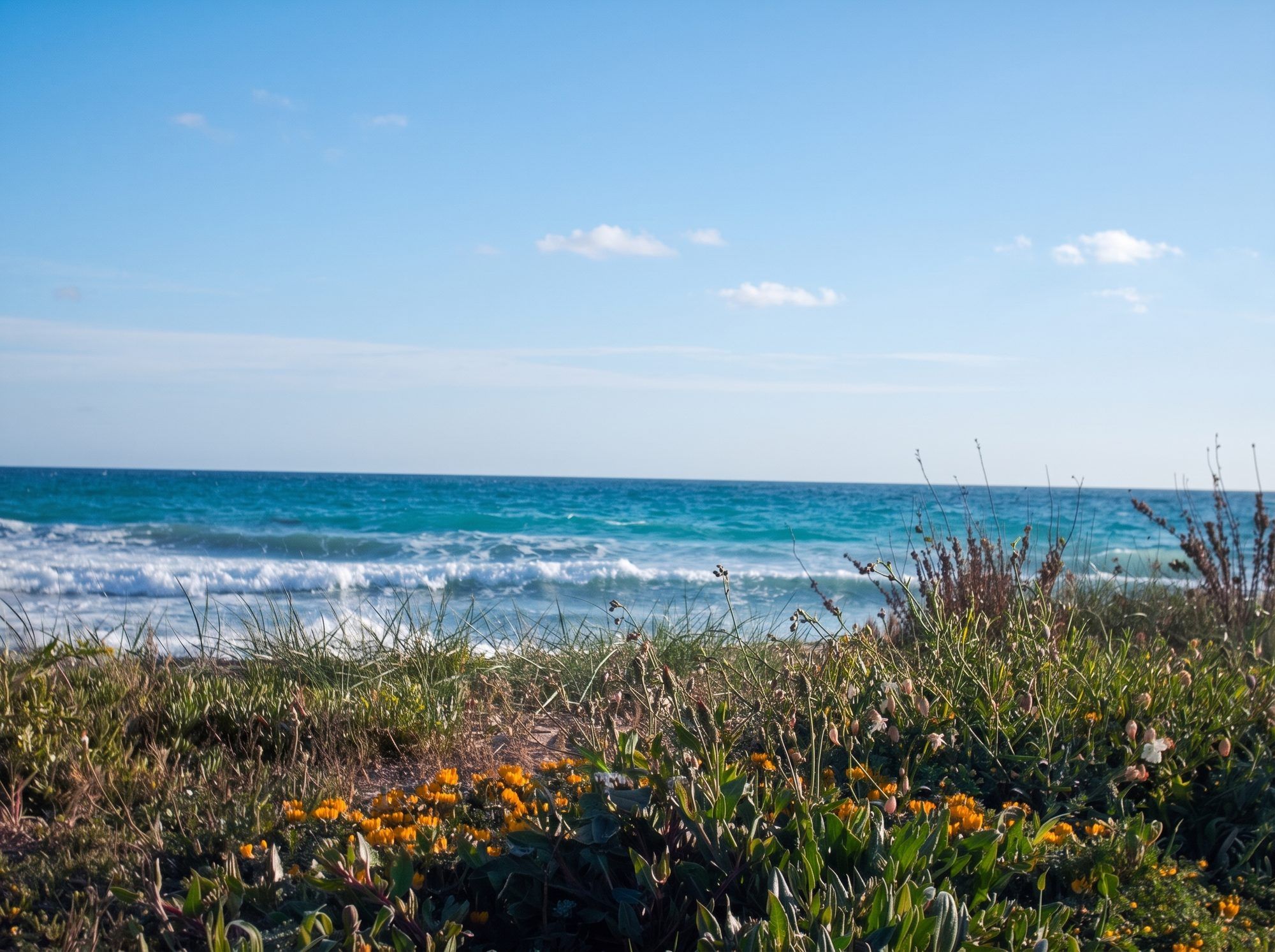 Il mare di Lido Marini con le onde basse sulla riva e la vegetazione della spiaggia in primo piano