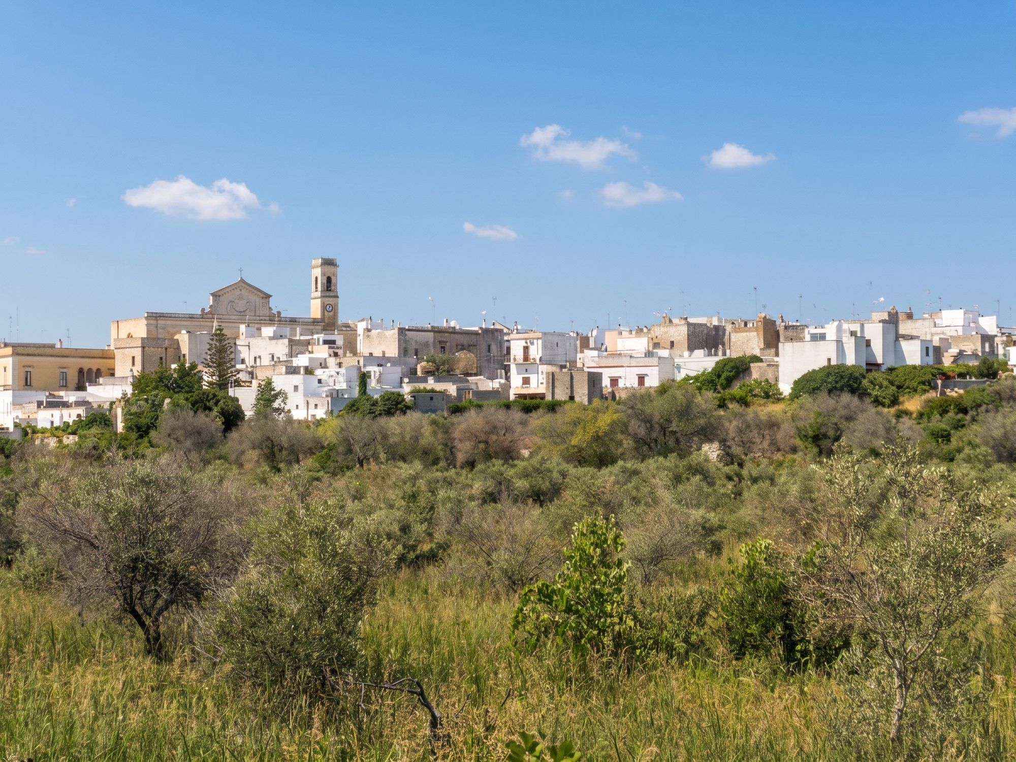 Il borgo antico di Salve con il campanile della chiesa madre, visto dalla campagna con gli ulivi