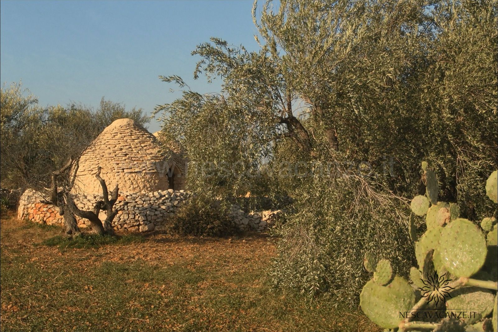 Una pajara in pietra a secco tra gli ulivi nelle campagne di Salve, nel basso Salento