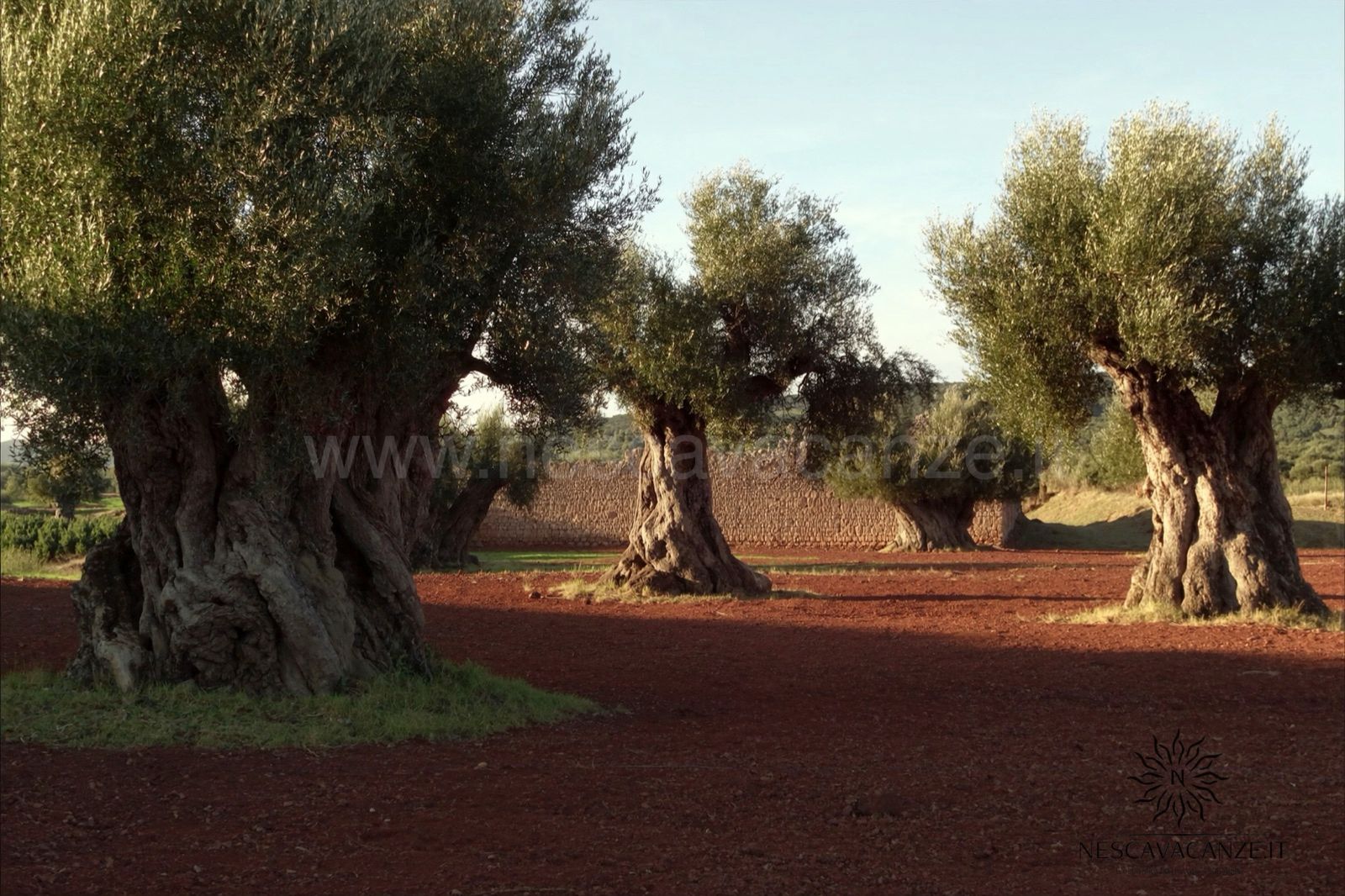 Distesa di ulivi secolari e muretti a secco nella campagna del Salento al tramonto