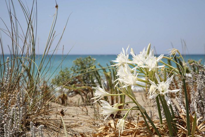 Il giglio di mare sulla sabbia