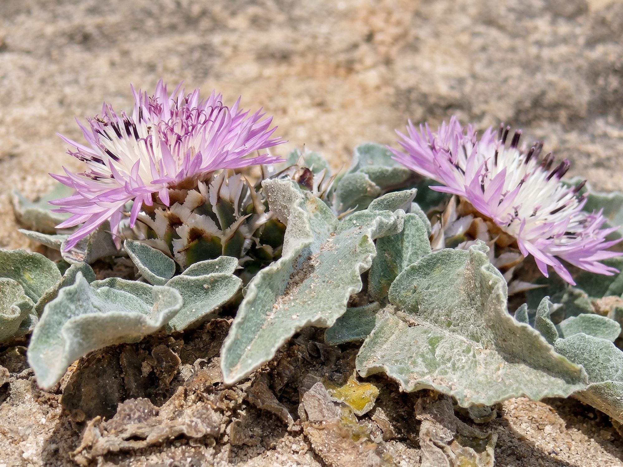 Il fiordaliso di Creta, sulla sabbia