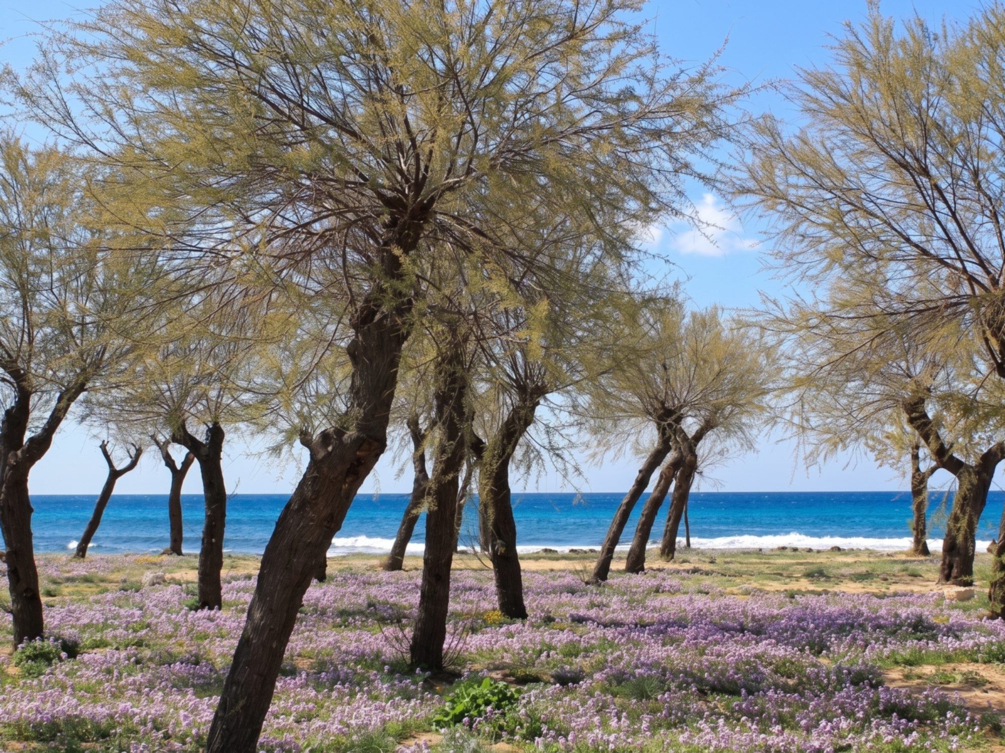 Tamerici e fiori viola sul prato davanti al mare di Torre San Giovanni